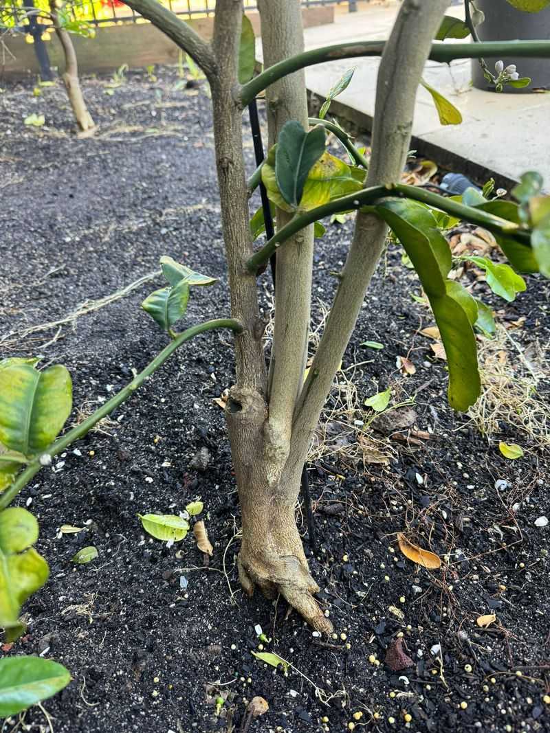 Heavy Pruning Can Sometimes Make The Problem Worse Heavy Pruning Can Sometimes Make The Problem Worse