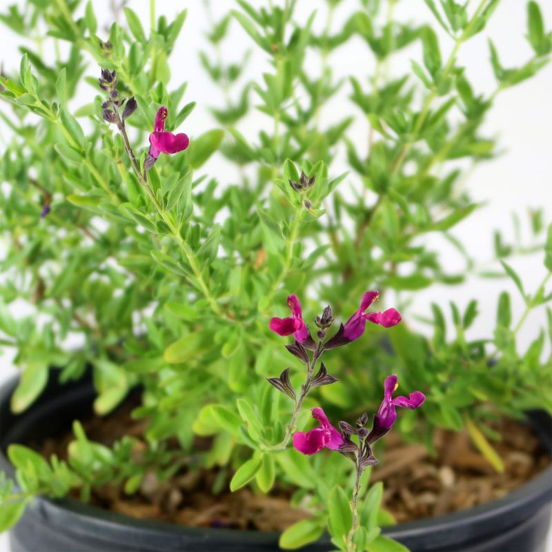 Heavy Pruning Can Wait For A Better Time