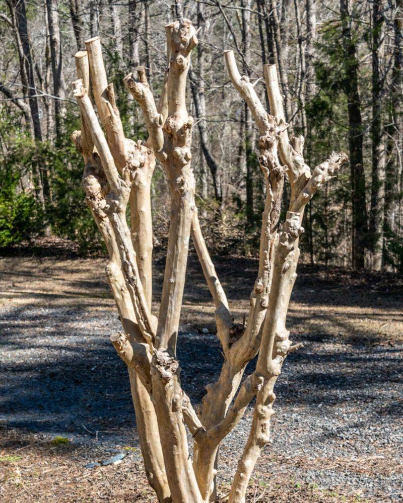 Heavy Pruning Does Not Fix Root Loss