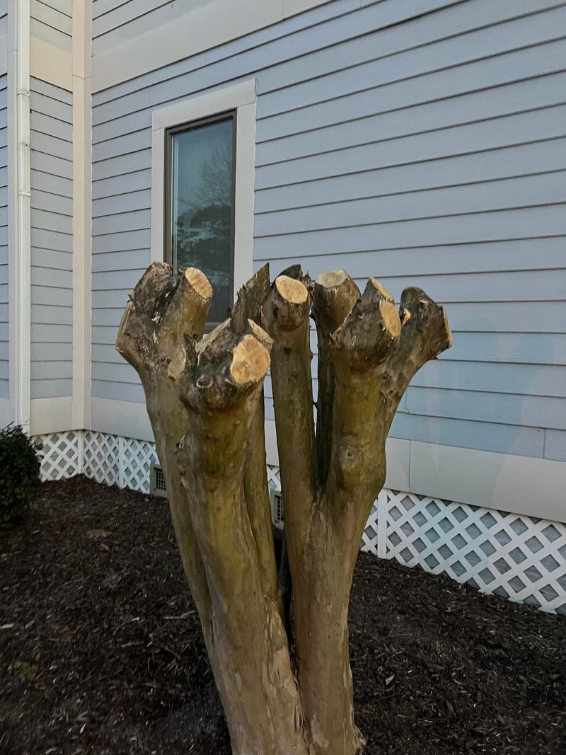 Heavy Pruning Encourages Extra Sprouting