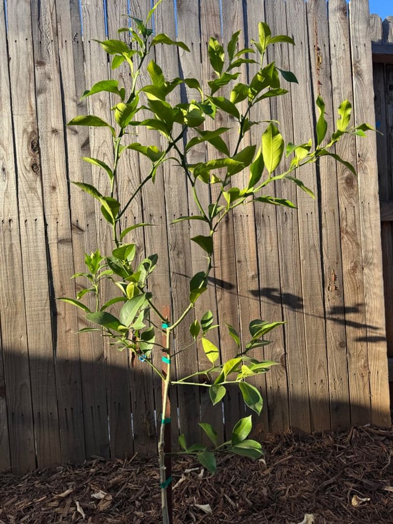 Heavy Pruning Leaves Young Trees More Exposed