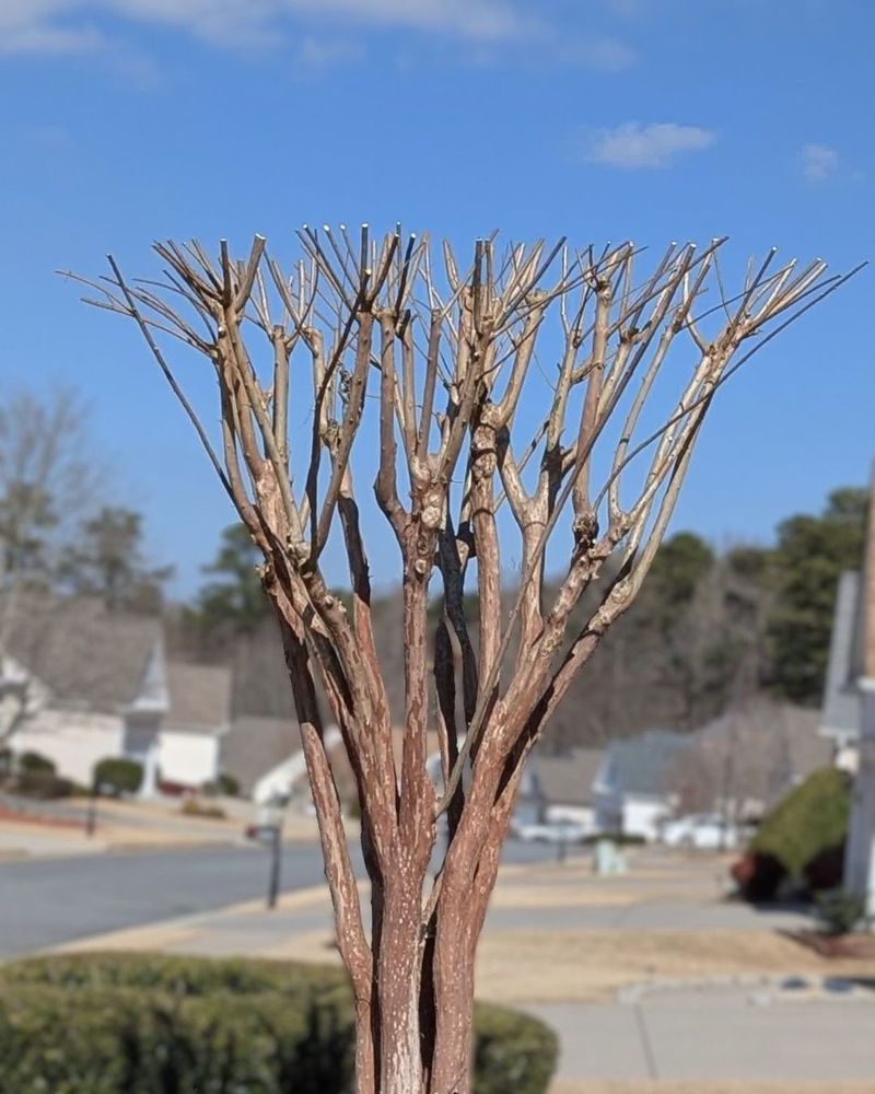 Heavy Pruning Makes Suckers Worse Heavy Pruning Makes Suckers Worse