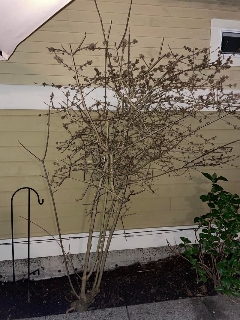 Heavy Pruning Now Can Cost You The Berry Display Heavy Pruning Now Can Cost You The Berry Display