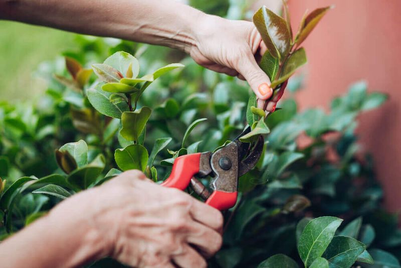 Heavy Pruning Removes Developing Buds Heavy Pruning Removes Developing Buds