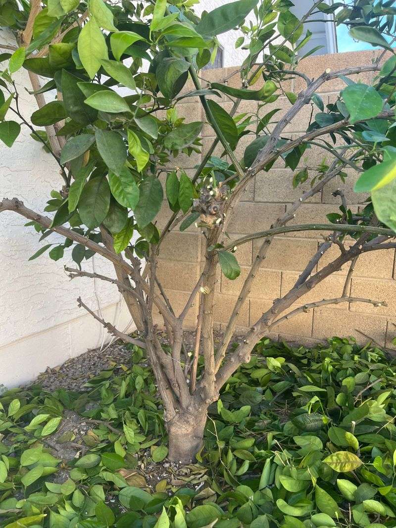 Heavy Pruning Removes Next Season's Potential