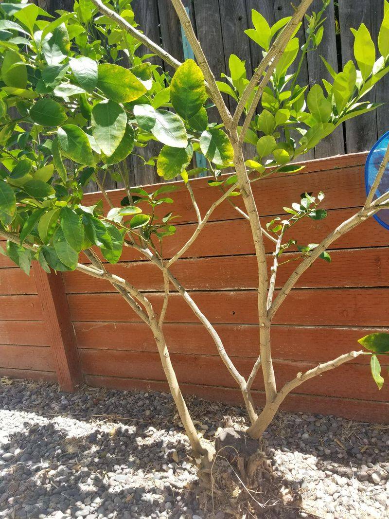 Heavy Pruning Suddenly Removes Needed Shade Heavy Pruning Suddenly Removes Needed Shade