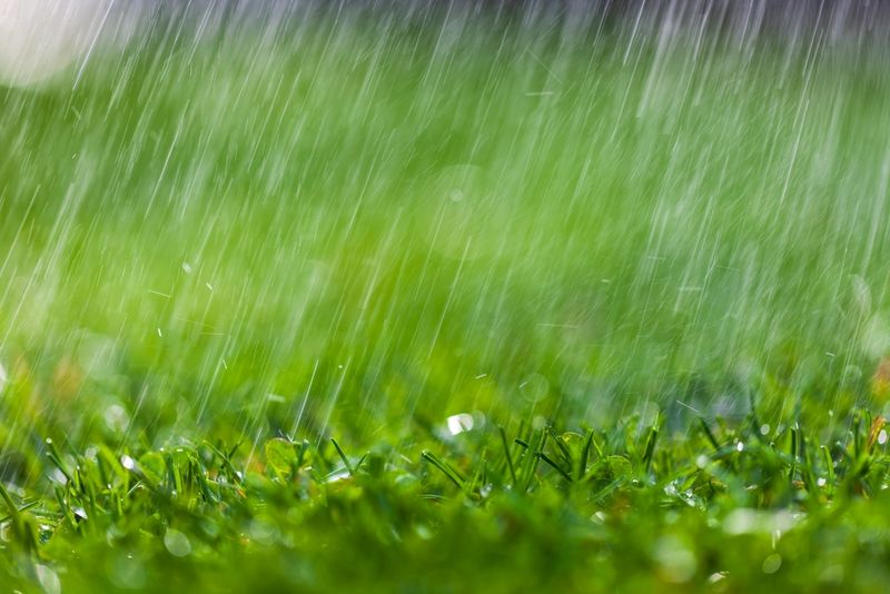 Heavy Rain Can Carry Fresh Fertilizer Out Of The Bed