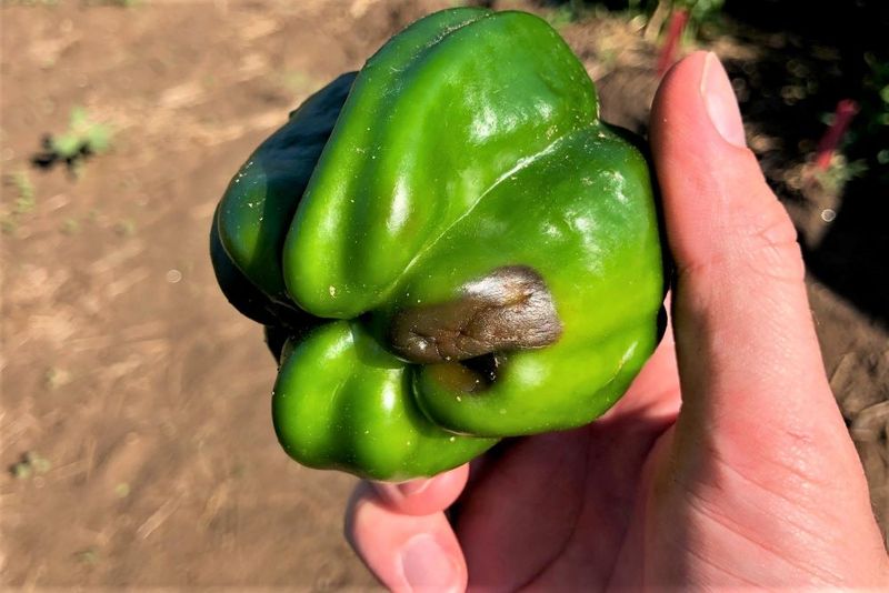 Heavy Rain Can Disrupt Calcium Movement Into Developing Fruit