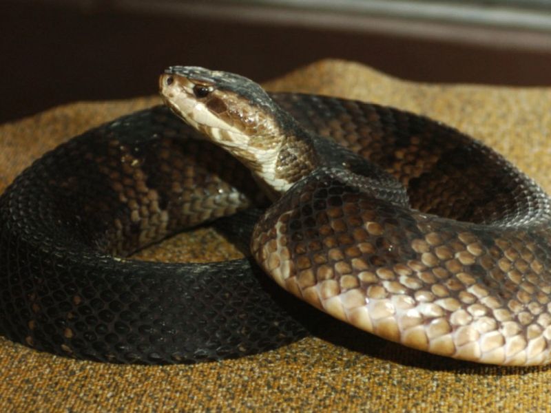 Heavy Rain Can Push Snakes Toward Higher Ground