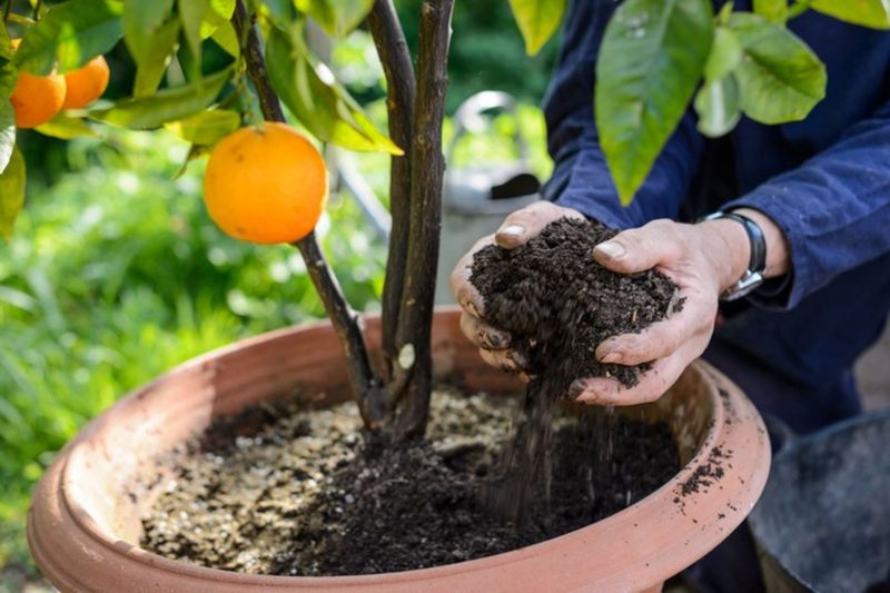 Heavy Rain Can Soak Roots For Too Long Heavy Rain Can Soak Roots For Too Long