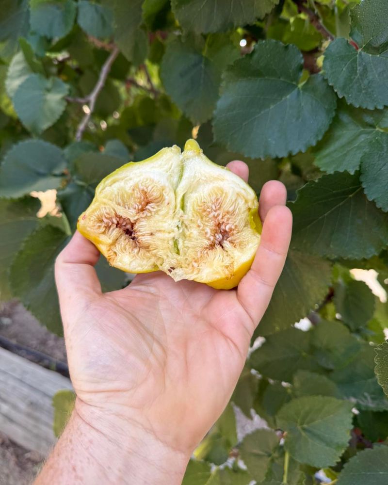 Heavy Rain Can Trigger Fruit Splitting