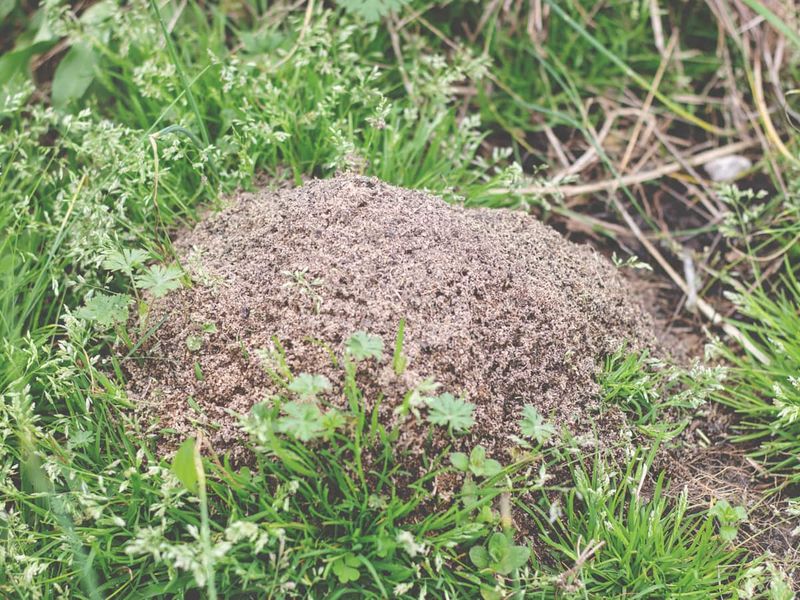Heavy Rain Forces Colonies To Higher Ground Heavy Rain Forces Colonies To Higher Ground