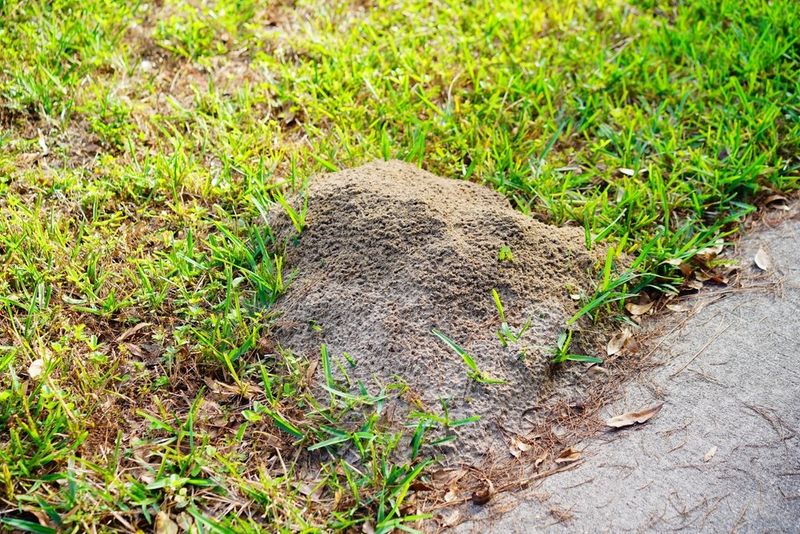 Heavy Rain Pushes Colonies Upward And Outward Into Fresh Mounds