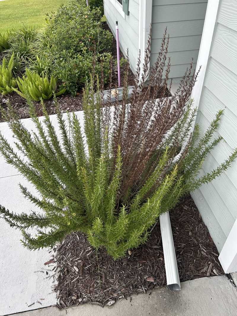 Heavy Soil Can Slowly Stress The Root System