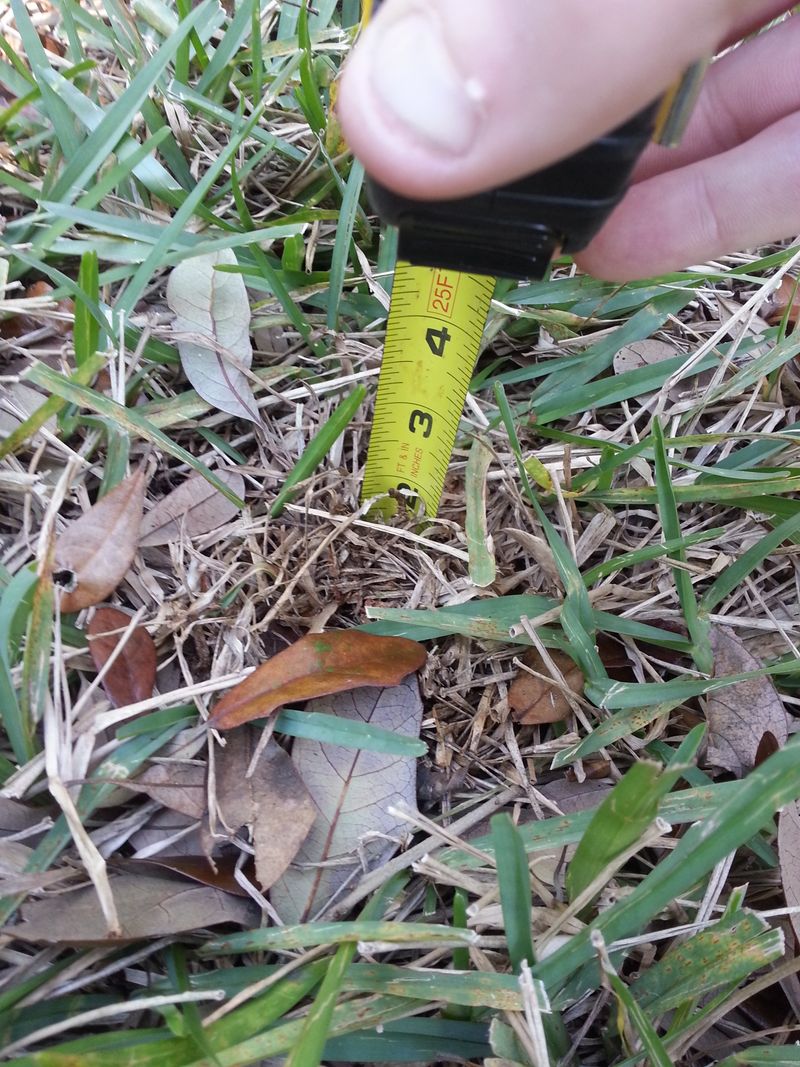 Heavy Thatch Creates Favorable Chinch Bug Habitat