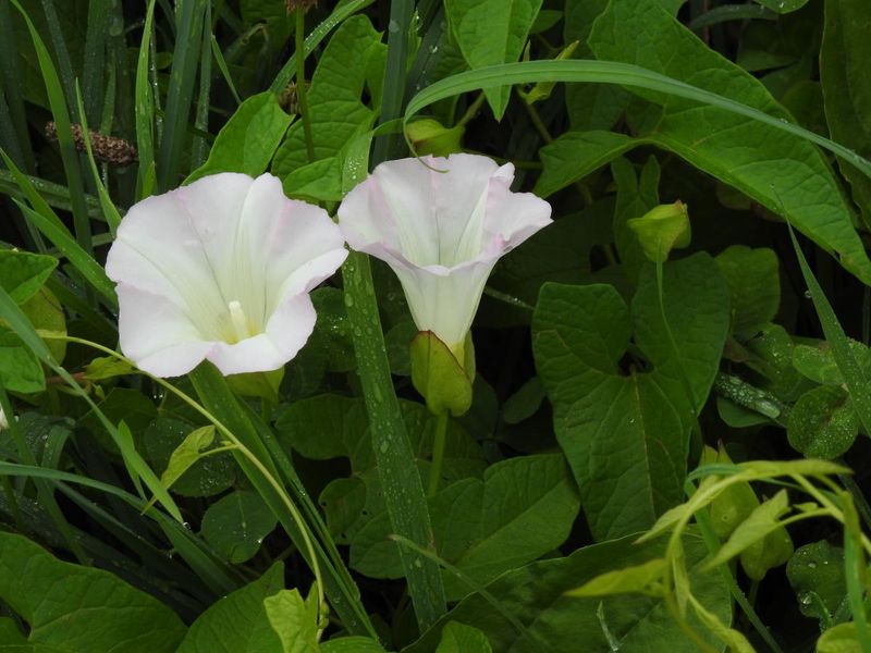 Hedge Bindweed Joined The Noxious Weed List Hedge Bindweed Joined The Noxious Weed List