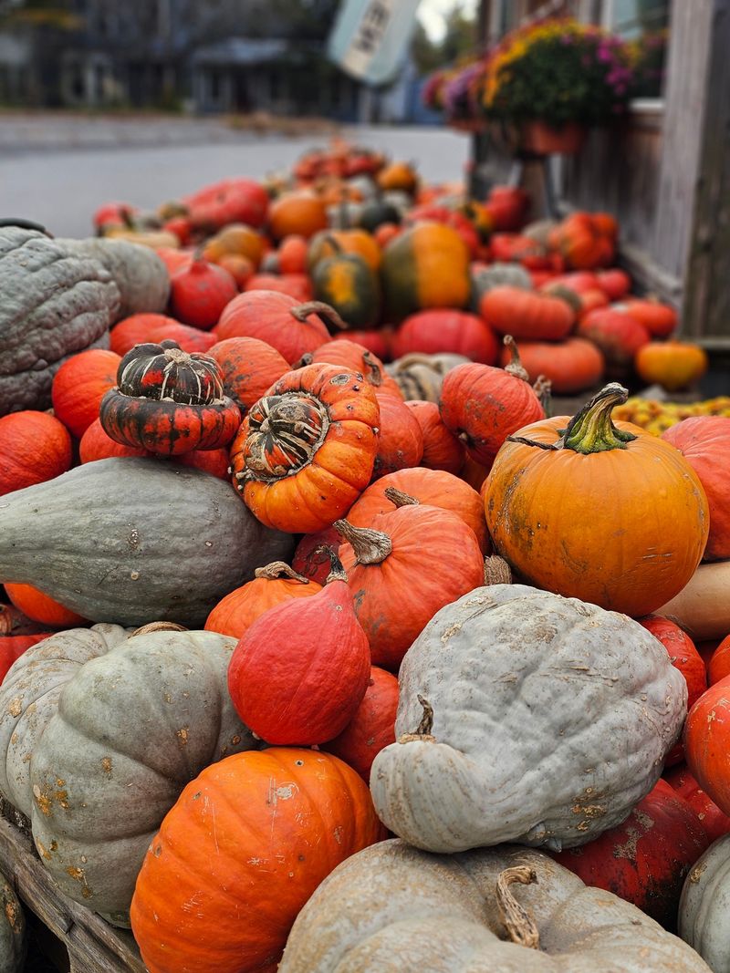 Heirloom And Rare Pumpkin Varieties Gain Popularity