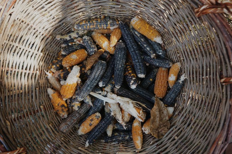 Heirloom Seeds Preserve Genetic Diversity Heirloom Seeds Preserve Genetic Diversity