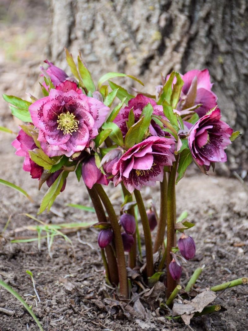 Hellebore