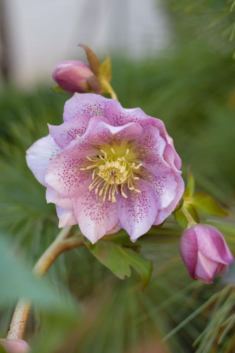 Hellebores Bloom Untouched Through Winter Hellebores Bloom Untouched Through Winter