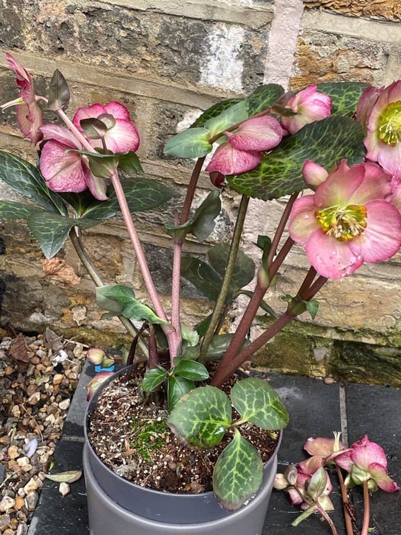Hellebores Bringing Flowers To The Darkest Porch Corners Hellebores Bringing Flowers To The Darkest Porch Corners