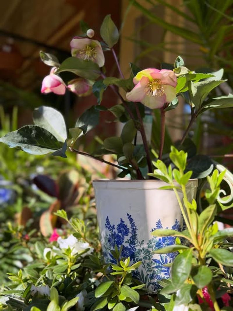Hellebores Making Winter Containers Look Expensive Hellebores Making Winter Containers Look Expensive