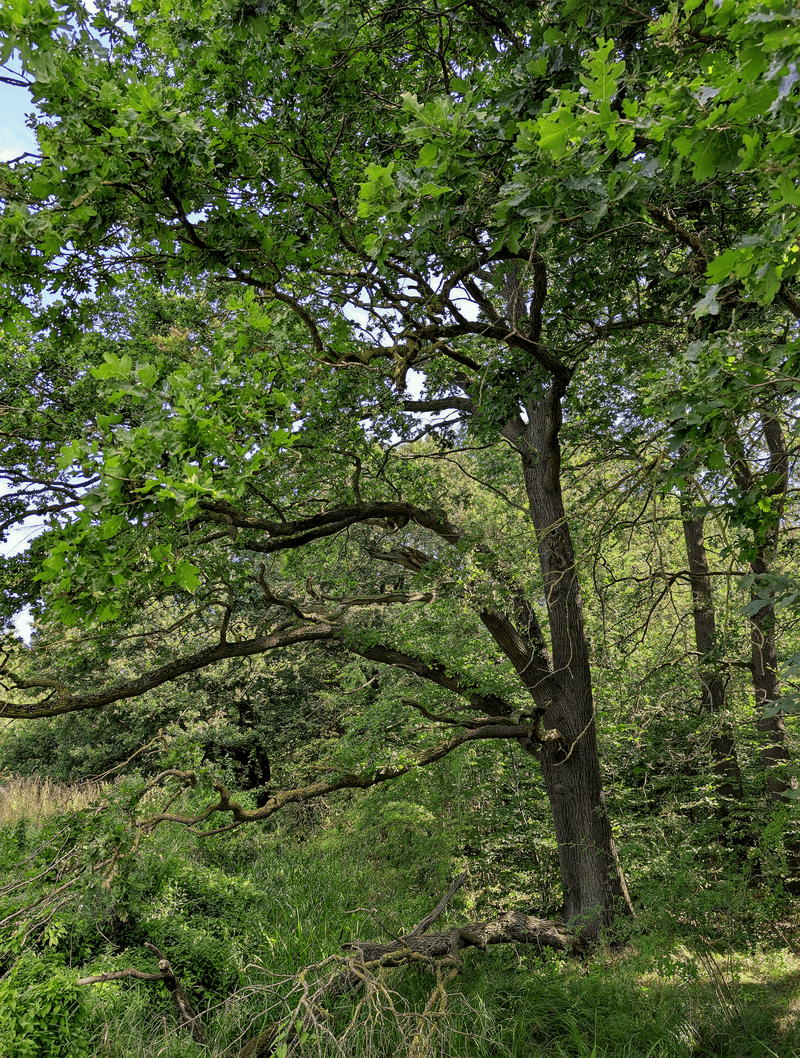 Helping A Stressed Oak Tree Recover Helping A Stressed Oak Tree Recover