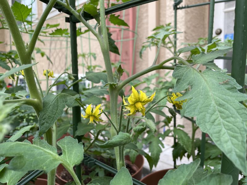 Helping Greenhouse Tomatoes Set More Fruit