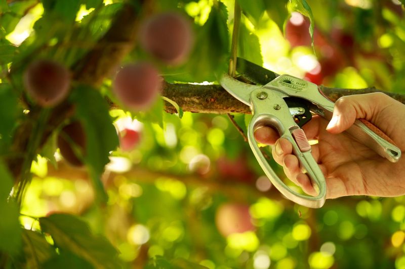 Helping Sunlight Reach Next Year's Fruit Wood Helping Sunlight Reach Next Year's Fruit Wood