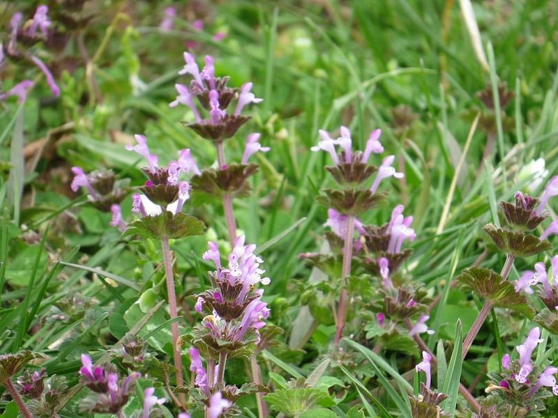 Henbit And Chickweed Follow The Same Fall Pattern