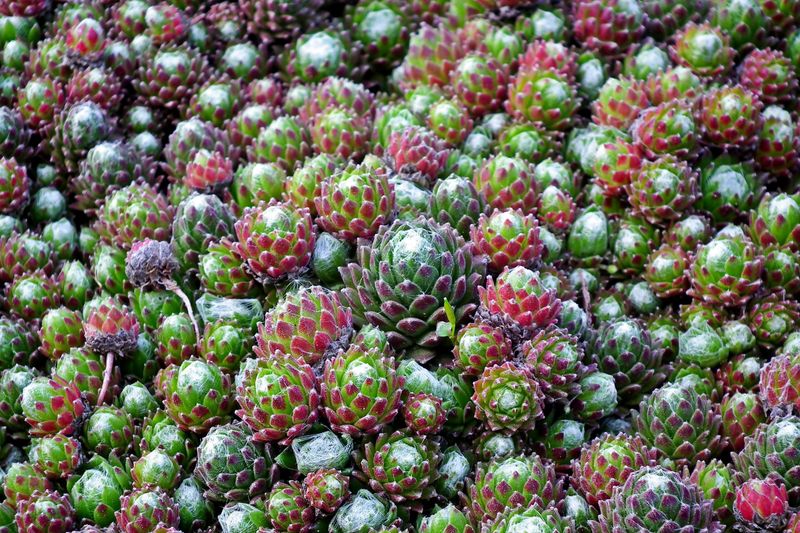 Hens And Chicks Hens And Chicks