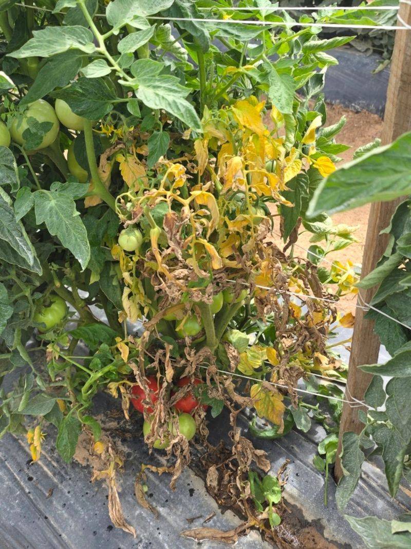 Herbicide Drift Can Mimic Disease Symptoms
