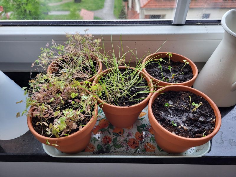 Herbs Need Less Water As Fall Arrives