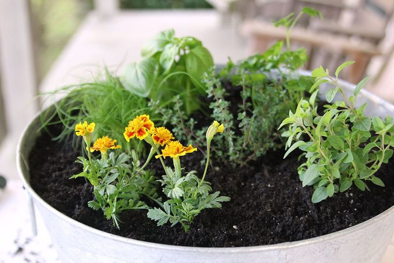 Herbs Use Water More Slowly In Fall