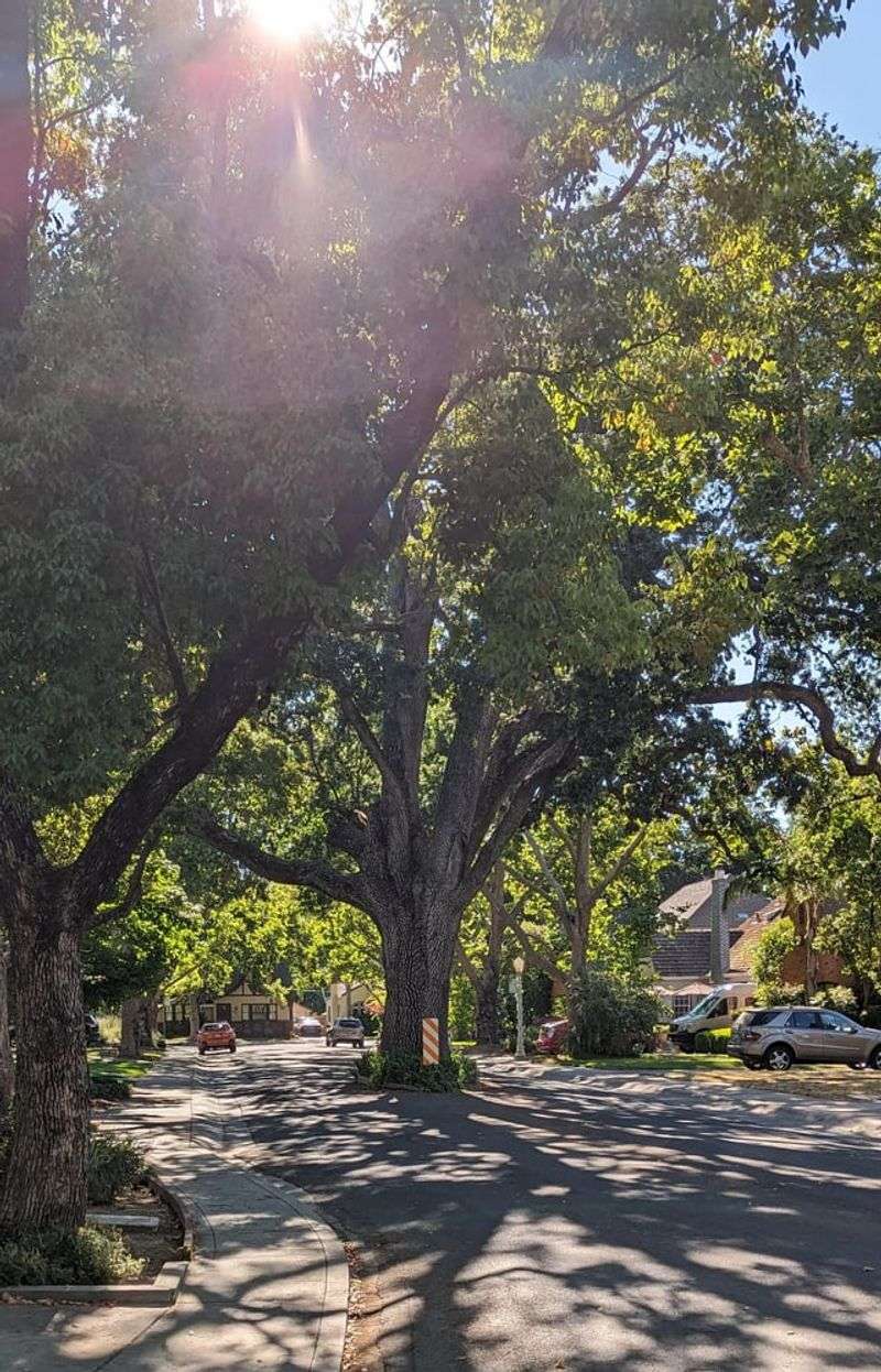 Heritage Oaks Often Get Stronger Protection