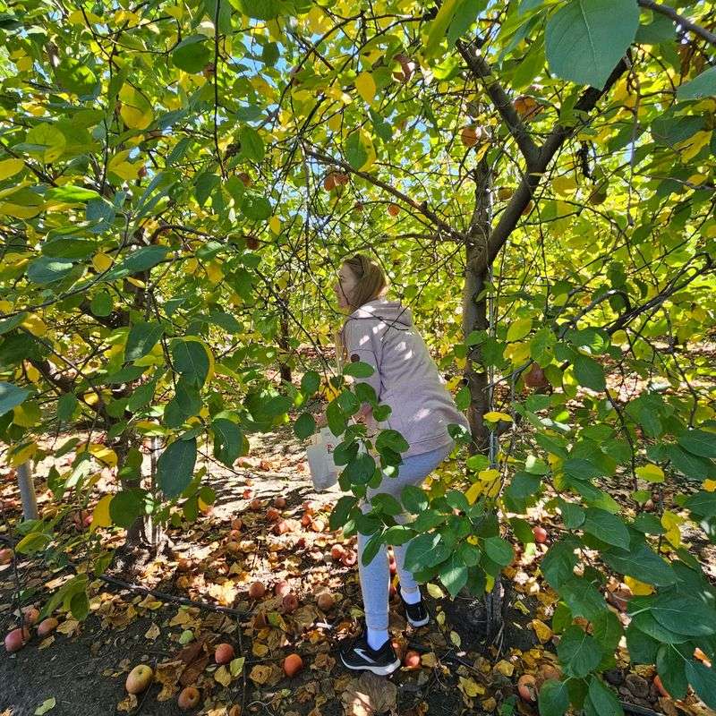 Herman's Farm Orchard