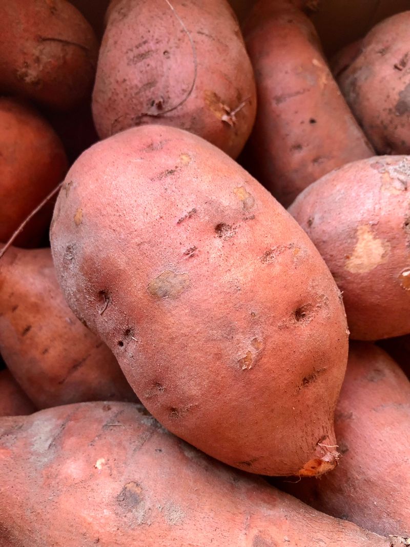 Hernandez Sweet Potatoes Handle Hot Climates With Ease Hernandez Sweet Potatoes Handle Hot Climates With Ease