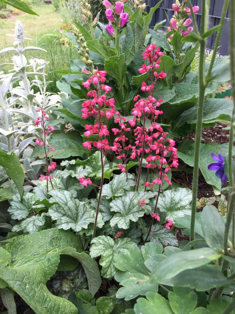 Heuchera Adds Color Without Growing Too Tall