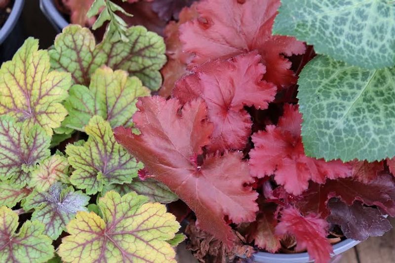 Heuchera Filling Pots With Bigger Foliage Every Year Heuchera Filling Pots With Bigger Foliage Every Year