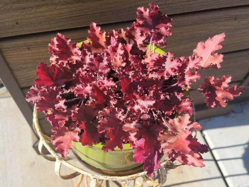 Heuchera Keeping Pots Colorful Without Much Sun Heuchera Keeping Pots Colorful Without Much Sun