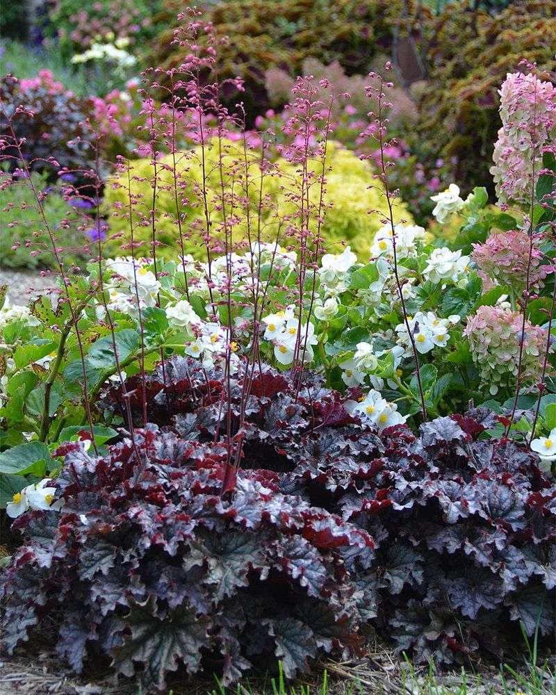 Heuchera Heuchera