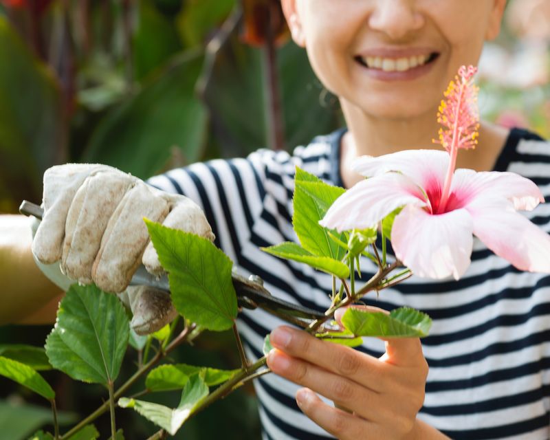 Hibiscus Can Take A Light August Trim