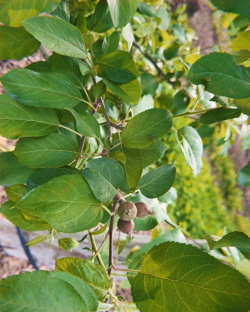 Hickory Ridge Orchard