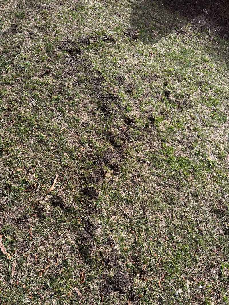 Hidden Runways Reveal Where Voles Are Moving