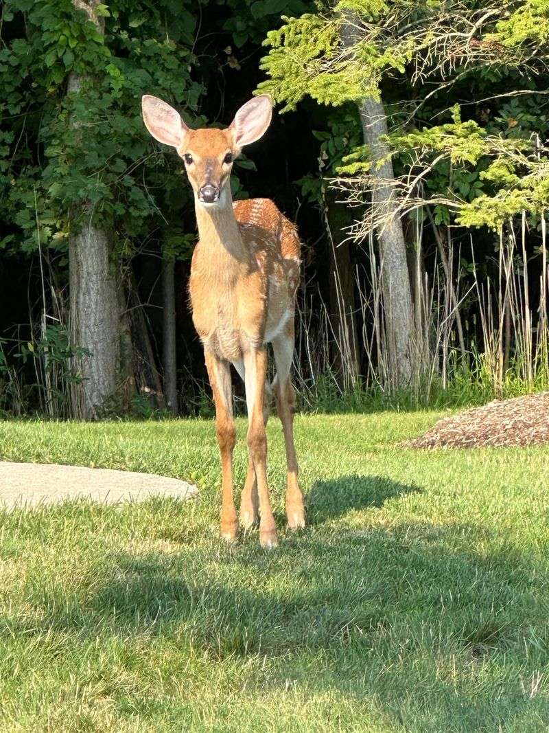 High Local Deer Numbers Raise The Odds Of Yard Visits