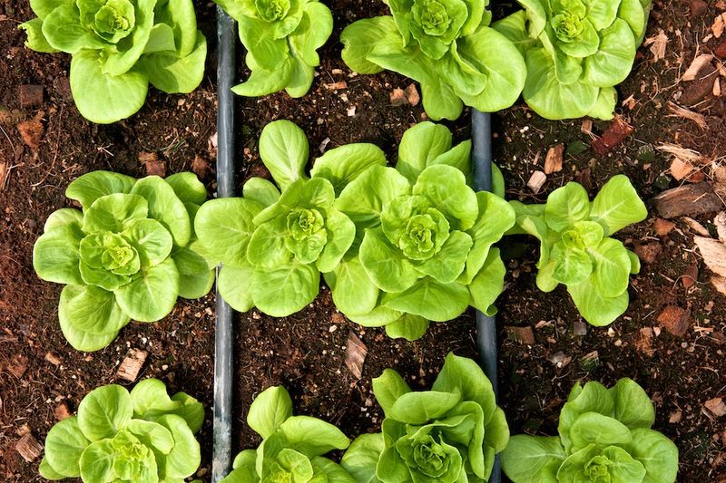 High Nitrogen Pushes Tender Growth High Nitrogen Pushes Tender Growth