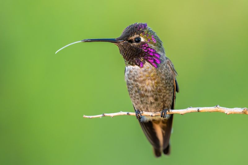 High Perches Give Them A Better View High Perches Give Them A Better View