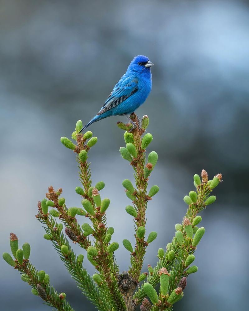 High Perches Make Singing Males Easier To Notice High Perches Make Singing Males Easier To Notice
