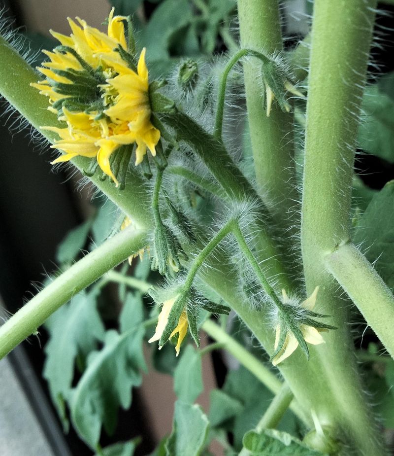 High Temperatures Can Stop Fruit From Forming