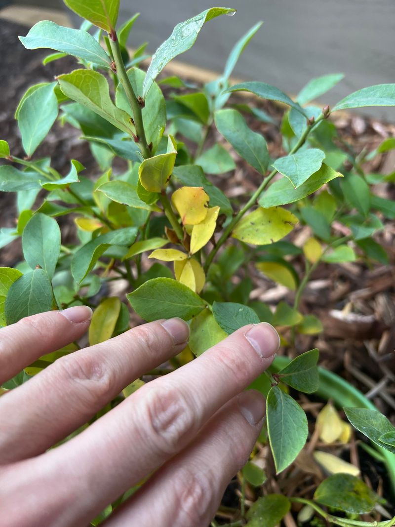 High pH Can Turn The Leaves Yellow